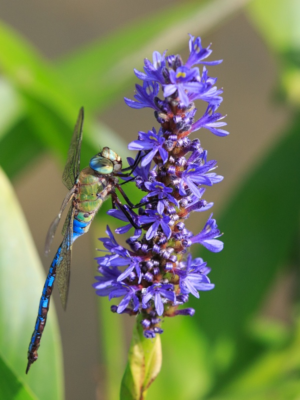 2013-08-15-152415-parc-insecte-OK