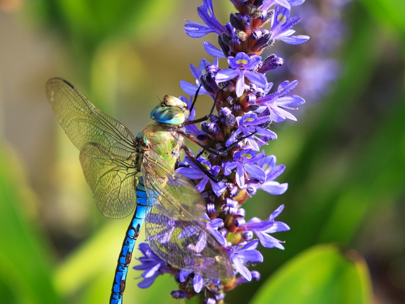 2013-08-15-152422-parc-insecte-OK