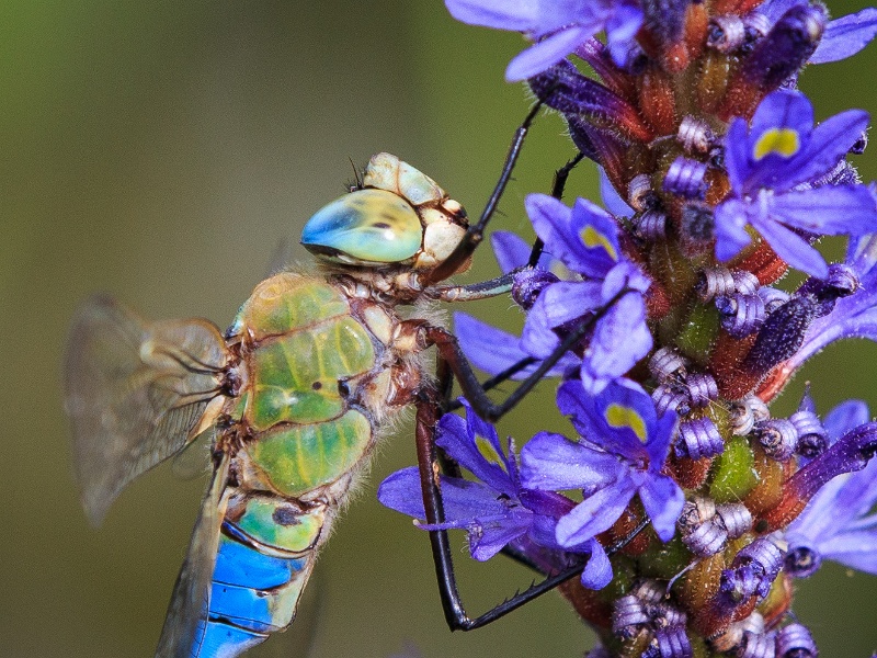 2013-08-15-155622-parc-insecte-OK