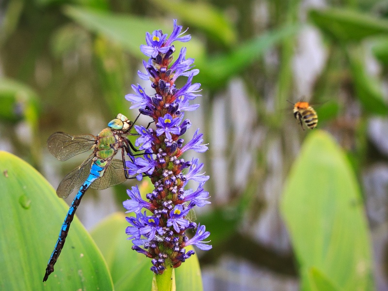 2013-08-15-160350-parc-insecte-OK