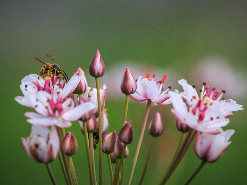 2013-08-15-160802-parc-insecte-OK