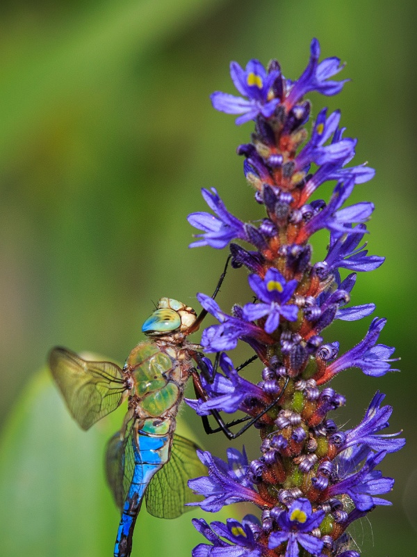 2013-08-15-161356-parc-insecte-OK