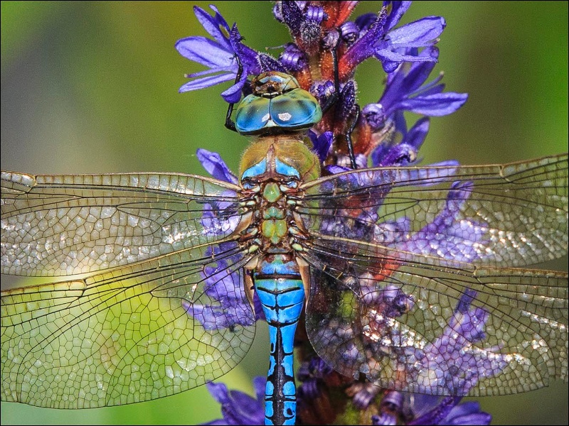 2013-08-15-161548-parc-insecte-OK