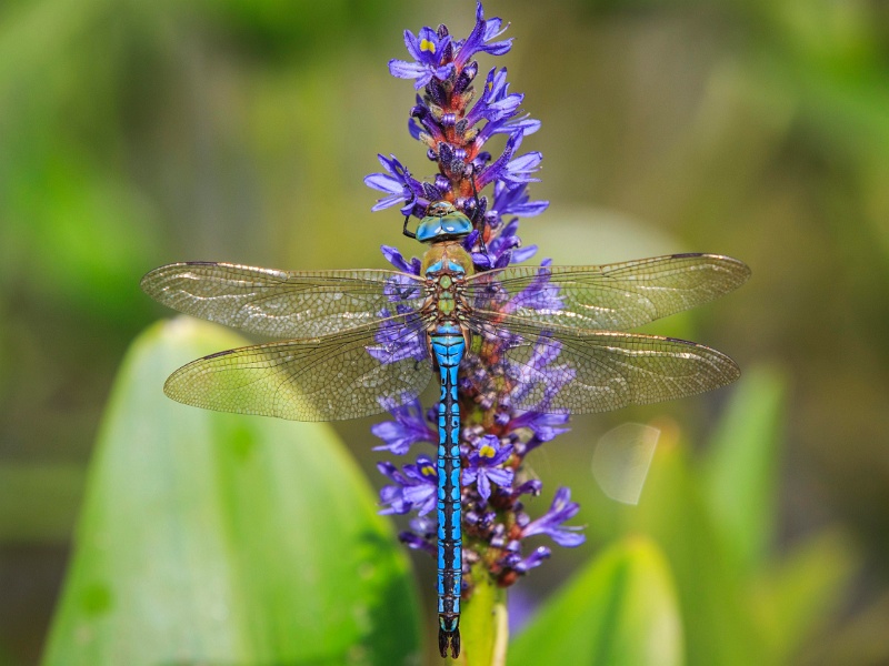 2013-08-15-161618-parc-insecte-OK