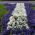 2009-04-cergy-fleche3-OK