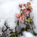 2010-12-20-114416-pref-OK