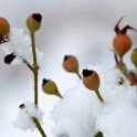 2010-12-20-114749-pref-OK