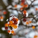 2010-12-20-120011-pref-OK