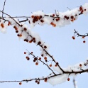 2010-12-20-120030-pref-OK (1)