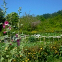 2009-06-27-jardin-OK (18)