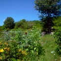 2009-06-27-jardin-OK (19)