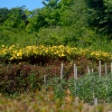 2009-06-27-jardin-OK (28)
