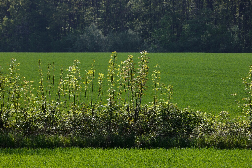 2011-04-18-104553-boisemont-OK