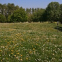 2011-04-18-125116-chat-perche-OK