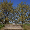 2011-04-18-125642-chat-perche-OK