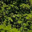 2011-05-09-135842-cote-carriers-OK