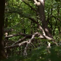 2011-05-09-152920-cote-carriers-OK
