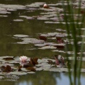 2011-05-09-155821-cote-carriers-OK