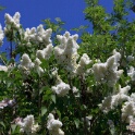 2011-04-19-115433-courdimanche-OK
