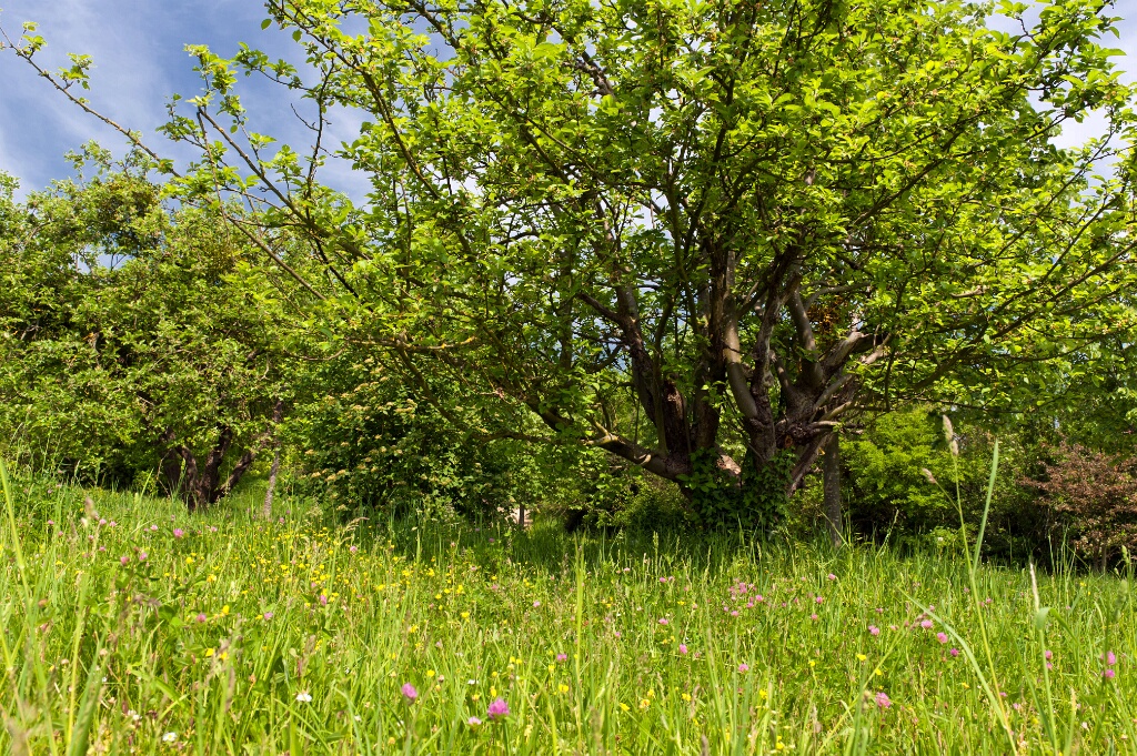 2011-04-27-120422-arboretum-OK