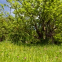 2011-04-27-120422-arboretum-OK