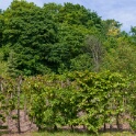 2011-04-27-121157-arboretum-OK