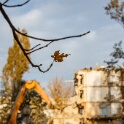 2012-11-08-172052-chene-dor-OK