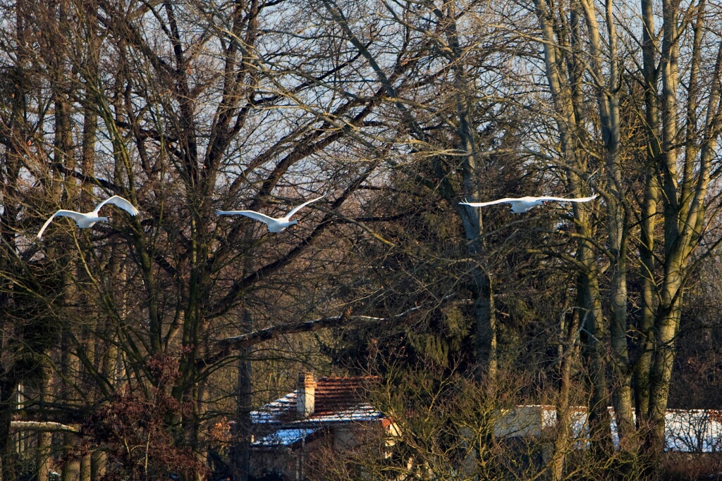 2009-01-neige-OK (16)