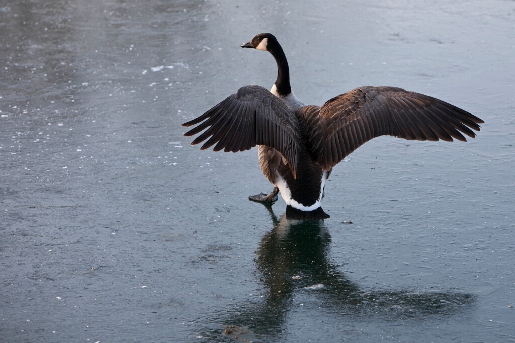 2009-01-neige-OK (25)