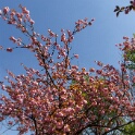 2013-04-25-151232-ville-fleurs-OK