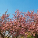 2013-04-25-151456-ville-fleurs-OK