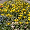 2013-04-25-153414-ville-fleurs-OK