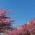 2013-04-25-153641-ville-fleurs-OK