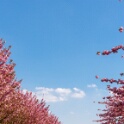2013-04-25-153931-ville-fleurs-OK