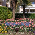 2013-04-25-155035-ville-fleurs-OK