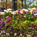 2013-04-25-161143-ville-fleurs-OK