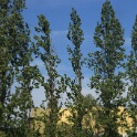 2011-05-03-152426-t95-OK